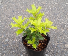 メルカリで植物の出品～発送までアドバイスします イメージ1