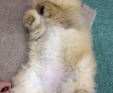 ペットをストレスや疲れから癒すヒーリングを行います ペットを飼い始めたばかりの方やペットロスの方など