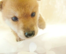 子犬の社会化相談乗ります イメージ1