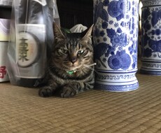 英語で話したい！方にレッスンします イメージ1