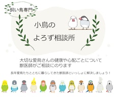 小鳥専門：愛鳥の心配ごとに獣医師がお答えします 飼い主様と愛鳥さんの幸せな毎日をお手伝いします