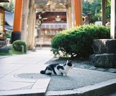 プロフィール写真の撮影を代行いたします 〜一眼レフカメラ・フィルムカメラでの撮影〜