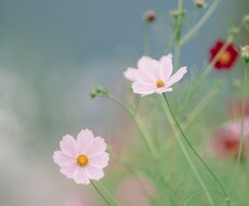 写真撮ります イメージ1