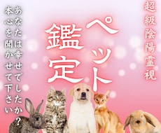 愛するペットの霊視鑑定｜丁寧にお伝えします 最愛のペットが抱えている想い・本音・ご縁・相性を視ます。