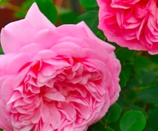 お試し価格／レイキ20分＋フラワーカードで占います 臼井式レイキ＋オラクルカードで浄化⭐️パワーアップ⭐️