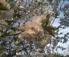 癒やしのウィスパーボイスをお届けします