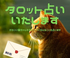 メール鑑定いたします フルデッキ・可愛い猫ちゃんのカードでいろんなことを占います★