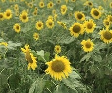 子育て、途方に暮れている方のお話お聞きします イメージ1