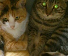 猫ちゃん飼いたいあなたへいやします イメージ1