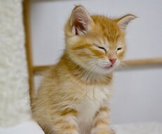 いつでもお電話ください、お話し相手になります イメージ1