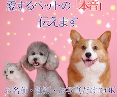 今いる子やお空の子の想い、心の声をお届けします イメージ1