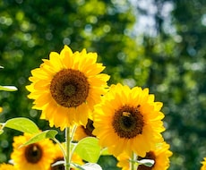 8月の運気を占います 8月を迎える御準備は出来ていますか？？