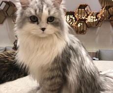 猫と話せます イメージ1