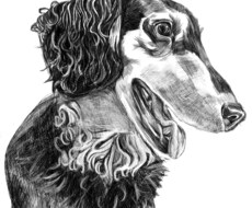愛犬をペン画風に！デジタルイラスト制作いたします イメージ1