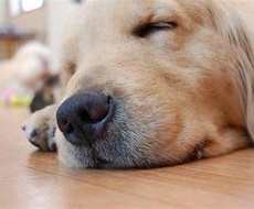 ペットロス。あなたの心を癒します 愛犬を8回亡くした私が貴方のペットロスの気持ちに寄り添います
