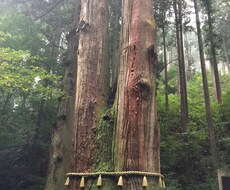 オラクルカードのメッセージお伝えします イメージ1