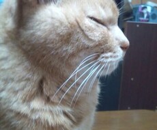 貴方のお話相手になります イメージ1