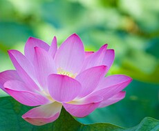 恋愛、結婚、仕事・・・「当たる」を超えてあなたの一歩が踏み出せる占いです