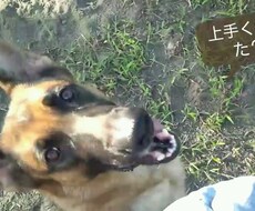愛犬との楽しい暮らしをプロデュースします イメージ1