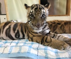ココナラのチャット相談お受けいたします イメージ1