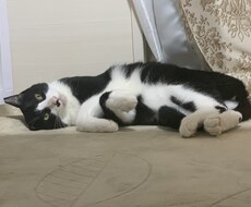 動物業界の相談やります イメージ1