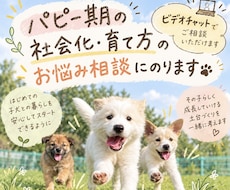 パピーさんの社会化・育て方のお悩み相談を行います 〜6ヶ月までの社会化期の過ごし方をサポートいたします！
