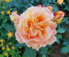 ワンコイン★タロットで恋愛☆お仕事☆など占います 何かに迷った時、気軽にカードに聞いてみませんか？