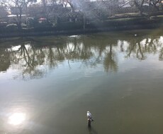 タロットからあなたの現状の学びをサポートします イメージ1