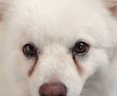 わんちゃんの涙やけについてアドバイスします イメージ1