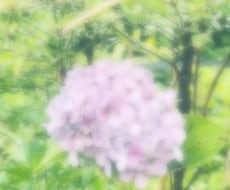 紫陽花の写真（５枚）提供いたします 日常風景の紫陽花の写真をご提供します。
