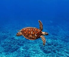 占星術、数秘術、タロットなどで占います イメージ1