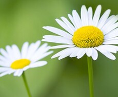 プラス思考に変えるお手伝いをします イメージ1