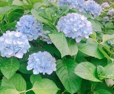 友人代行致します イメージ1