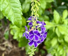 あなたの心の声に、そっと耳を澄ませます イメージ1