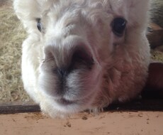 動物業界に入りたい方へ飼育員になりたい方 イメージ1