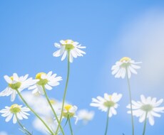 タロットで本質からのメッセージをお伝えします イメージ1