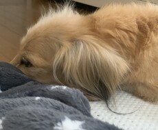 犬の何でも相談を承ります イメージ1