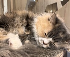 好きな人を恋人にして恋バナしましょチャット版ます イメージ1