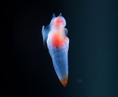 あなたの隠された人生を守護動物が導きます ⭐️あなたが受け継いだ能力、知りたくはありませんか？