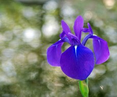 いつでも貴方のお話聞きます 【心の中にあるものはきだしてみてください。】
