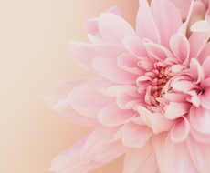 本来のあなたを活かし、自分らしい人生を花開かせます 「あなたを活かすスイッチ」を一緒に押します