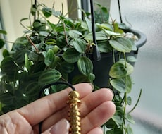ペンデュラムを使ってお悩みにお答えします イメージ1