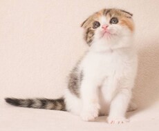 女性限定☆悩み等を聞きます イメージ1