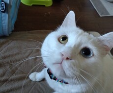 貴方の悩み親身に伺います イメージ1