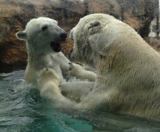 オススメ動物園、プランを提案致します イメージ1