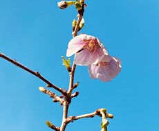 単発セッション・「在りたい自分」をクリアにします コーチング界の天才たちの理論を使い導くゴールへのプロローグ