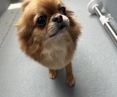 愛犬とのより幸せなペットライフをサポートします イメージ1