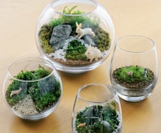 苔テラリウムワークショップレッスン致します イメージ1