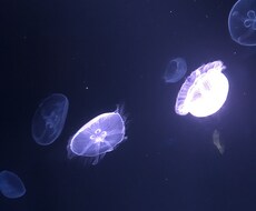 なんでも聞きます イメージ1