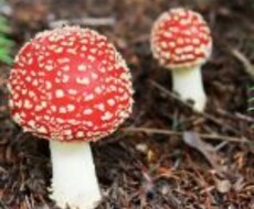 死にたいくらいに苦しい状況の方の話し相手になります イメージ1